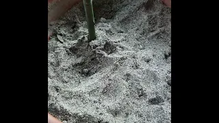 How to propagate rose in sand by aloevera , easy and fastest way to Grow  rose from stem cuttings