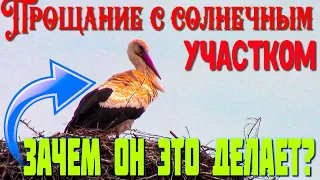 Зачем АИСТ это делает!? Вывожу с СОЛНЕЧНОГО УЧАСТКА... Пчелки и Прощание с ДУБОМ-Великаном в ДЕРЕВНЕ