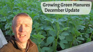 Growing Green Manures  - Part 3, December Update Before The First Frosts