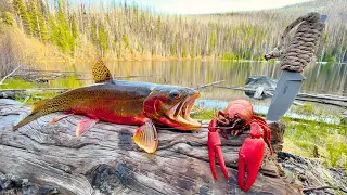 SOLO Mountain Crawfish & Trout Fishing!!! (Catch & Cook)