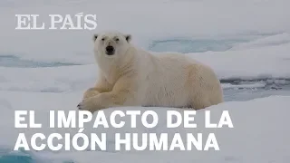 Un millón de especies en peligro de extinción