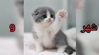 قطتك حسب شهر ميلادك🐱🌹🌸