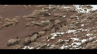 WİLD BOAR HUNTS İN THE SNOW 2| KARDA DOMUZ AVI 2| CHASSE AU SANGLİER