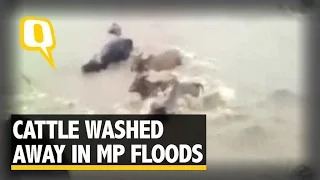 The Quint: Watch The Herd of Cattle Getting Washed Away In MP Floods