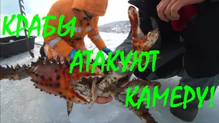 КРАБ НАПАЛ на ВИДЕОКАМЕРУ. Кадры ПОДВОДНОЙ СЪЕМКИ. Как поймать краба? Crab attacked the camcorder.