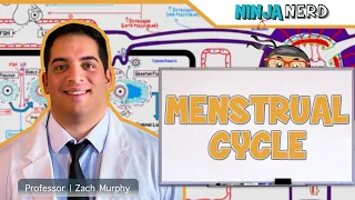 Female Reproductive Cycle | Menstrual Cycle