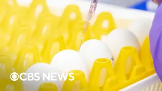 Scientists concerned over eggs for bird flu vaccine