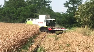 Corn harvest-  claas Lexion 570 tracked!