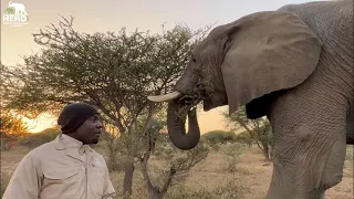 Elephant Survivor Fishan 5 Years After the Fracture | A Special Day for Fishan!