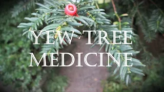 Around the Grove, Medicine ~ Yew and Nemetona ~ 2023