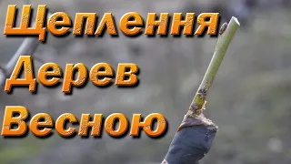 Spring grafting of fruit trees. Cleft grafting, bark grafting. Subtitles in English