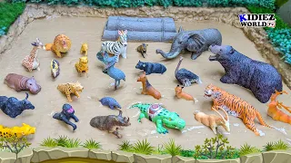 26 Animals of Africa in Muddy Fun Learning for Kids | Elephant, Zebra, Lion, Tiger, Bear, Fox!