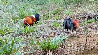 MIKAT AYAM HUTAN || PIKAT OREN DAN AYAM HUTAN MUDA