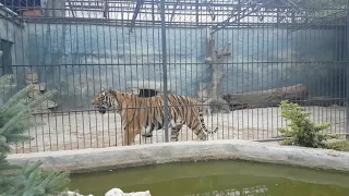 Зоопарк в Васильевке новые впечатления всё по-новому супер просто всё супер