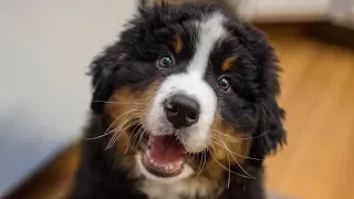 Funny Bernese Mountain Dog Puppy Compilation