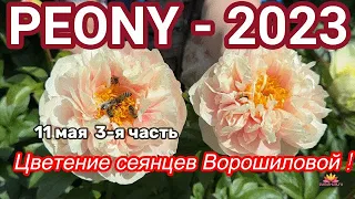 Сеянцы пионов Ворошиловой. Цветение 2023 года! Часть 3 / Сад Ворошиловой