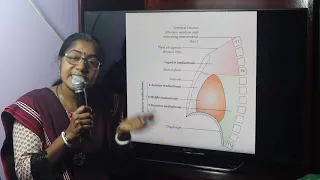 Lecture On Mediastinum