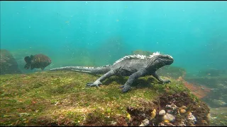 Galapagos Liveaboard - Calipso September 2022