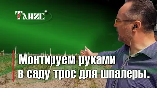 18. Реальный монтаж троса для шпалеры марки ПРШ в яблоневом саду.  Никаких коушей, зажимов, талрепов