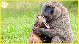 15 Brutal And Vicious Baboons Showing No Remorse With Their Prey