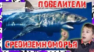 Морские хищники ПОВЕЛИТЕЛИ СРЕДИЗЕМНОМОРЬЯ Сбабам