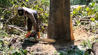 daily work cutting teak trees for javanese furniture - STIHL MS 881