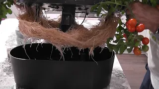 Growing Tomato and Pepper plants together in Aerogarden Bounty