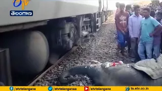 Four Elephants killed by speeding train in Odisha