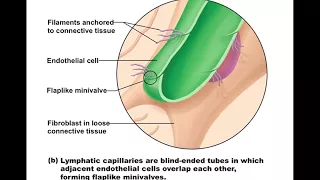 Chapter 20 Lymphatic System