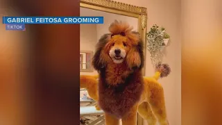 Dog groomer's creative cuts morphs pets into other animals  | Morning in America