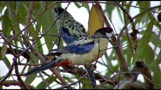 Australian Birds Birding Northern Territory Pt 3 KAKADU by Alana and Greg Dare