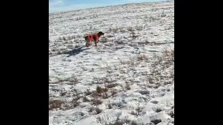 Colorado Pheasant Hunt in the Snow 23is3