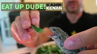 How To Get a Baby Iguana to Eat