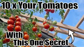 How to Prune & TrellisTomato Plants for a BIGGER HARVEST