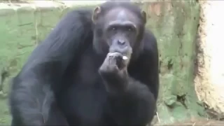 Meet Azalea, North Korea’s cigarette-smoking chimpanzee — Internet’s latest sensation