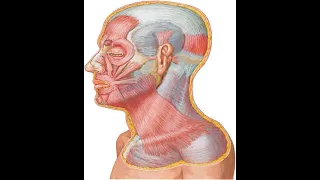 Particular myology. Part III. The muscles of head and neck