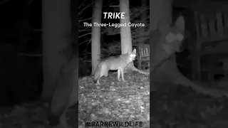 Trike, the Three-legged Coyote