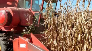 Combining corn