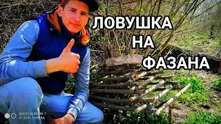 СТАВЛЮ ЛОВУШКУ ПИРАМИДУ НА ФАЗАНА!!!СБЕЖАЛ ФАЗАН!!!