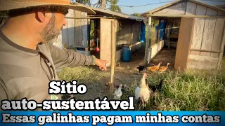 SÍTIO AUTO SUSTENTÁVEL CRIANDO FRANGO CAIPIRA