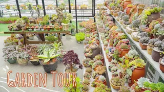 9 Years of Living with Succulents | Garden Tour Ep1