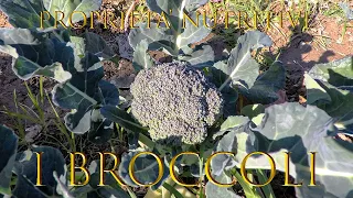 I BROCCOLI Proprietà di questa Verdura Incredibile/BROCCOLI Properties of this Incredible Vegetable