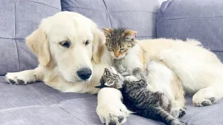 Mom Cat Shows Tiny Kitten that Golden Retriever is Safe for Him (Cutest Ever!!)