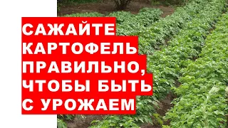 Do not plant such potatoes! Otherwise, you will be left without a harvest.