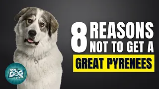 8 Reasons Why You Should Not Get a Great Pyrenees