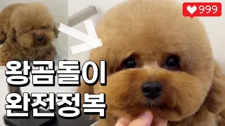 빵빵한 왕곰돌이 만들기! 테디베어 완전정복🐻