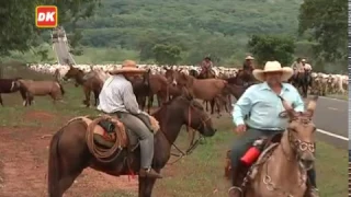 Transporte de Boiada na Fazenda Recanto do Sucuriu - MS - PT2