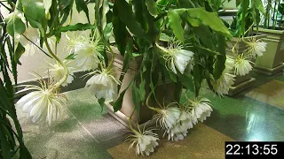 Царицынские оранжереи. Цветение кактуса Epiphyllum Oxypetalum