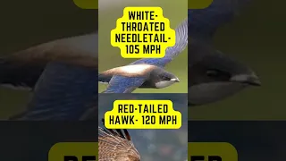 Top 10 Fastest Birds in the World | Fastest bird #shorts