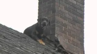 Firefighters Rescue Hungry Dog from Roof in Yo